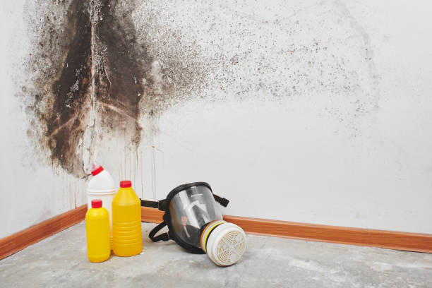 Best Local Mold Removal Service  in Quail Ridge, FL