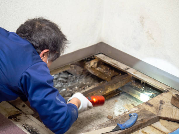 Best Attic Mold Removal  in Quail Ridge, FL