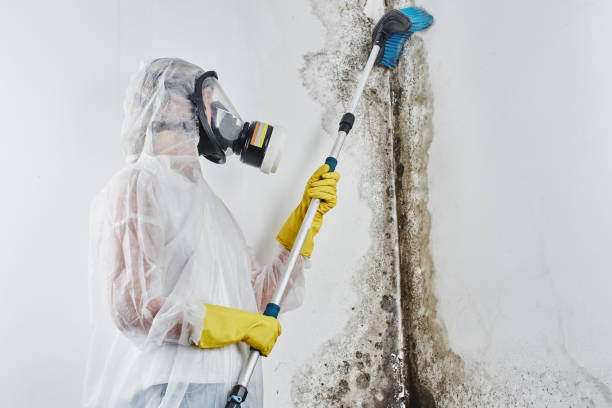 Best Commercial Mold Removal  in Quail Ridge, FL