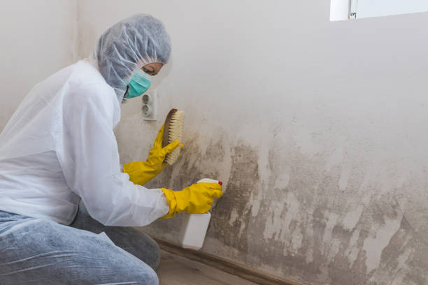 Best Professional Mold Removal  in Quail Ridge, FL