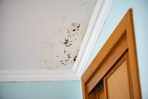 Best Emergency Mold Removal  in Quail Ridge, FL