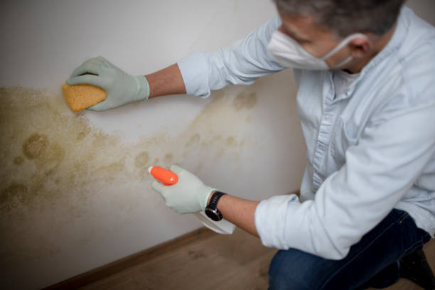 Best Black Mold Removal  in Quail Ridge, FL