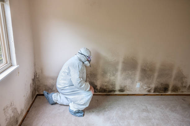 Best Mold Remediation Services  in Quail Ridge, FL