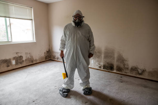 Best Residential Mold Removal  in Quail Ridge, FL