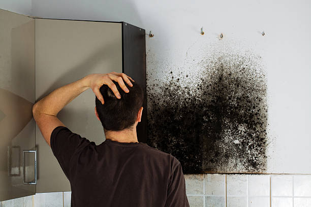 Best Commercial Mold Removal  in Quail Ridge, FL