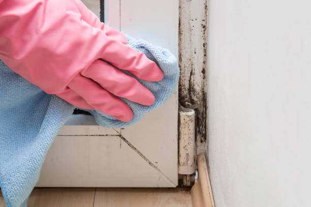 Best Toxic Mold Removal  in Quail Ridge, FL